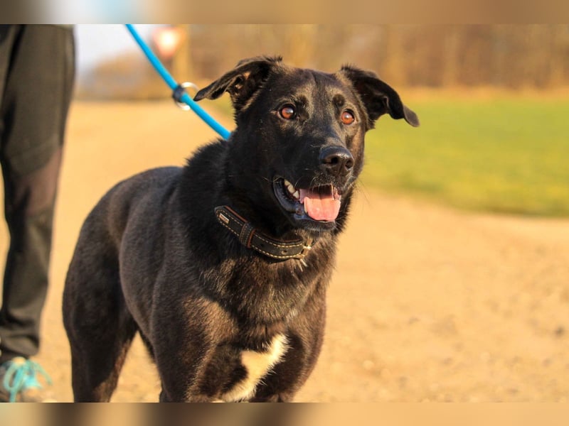 ASH - Rundum verträgliche Hündin sucht aktive Partner fürs Leben ASH - Rundum verträgliche Hündin sucht aktive Partner fürs Leben