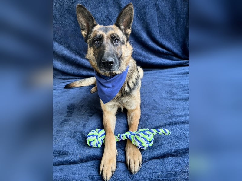 NYSA - Wunderschöne Schäferhündin, sozial mit Hunden und Katzen!