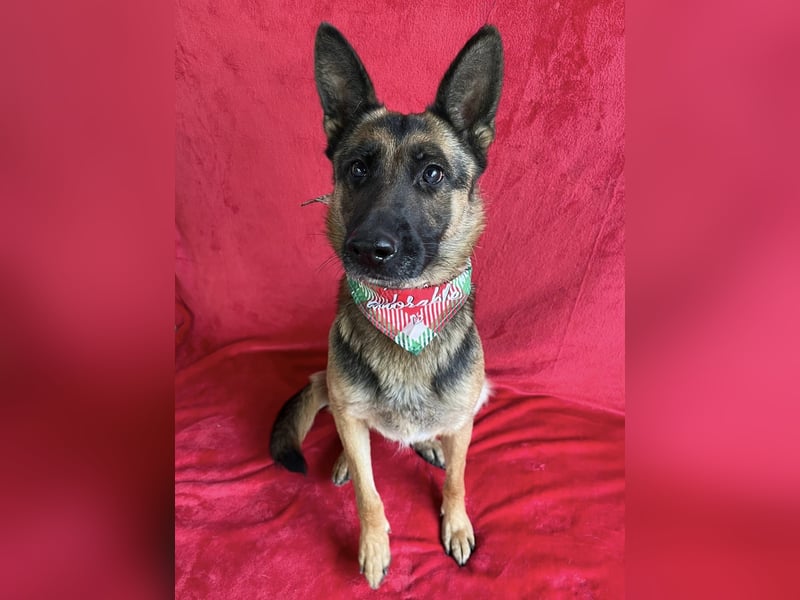 NYSA - Wunderschöne Schäferhündin, sozial mit Hunden und Katzen!