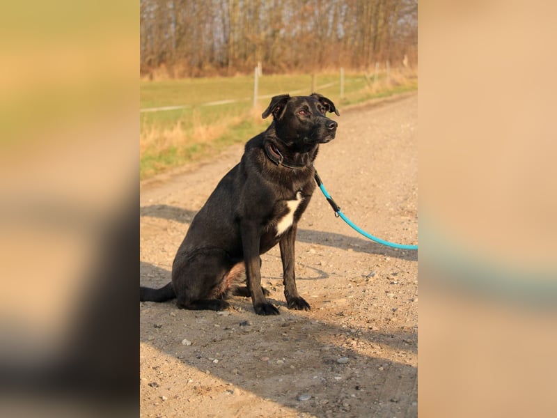 ASH - Rundum verträgliche Hündin sucht aktive Partner fürs Leben ASH - Rundum verträgliche Hündin sucht aktive Partner fürs Leben