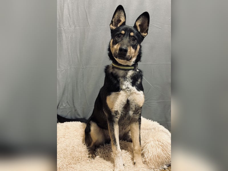 KADIR - Sportlicher, lebensfroher Schäferhund Mischling sucht aktive Menschen