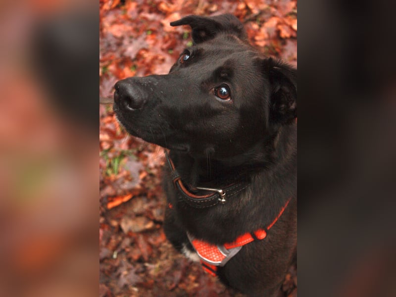 ASH - Rundum verträgliche Hündin sucht aktive Partner fürs Leben ASH - Rundum verträgliche Hündin sucht aktive Partner fürs Leben