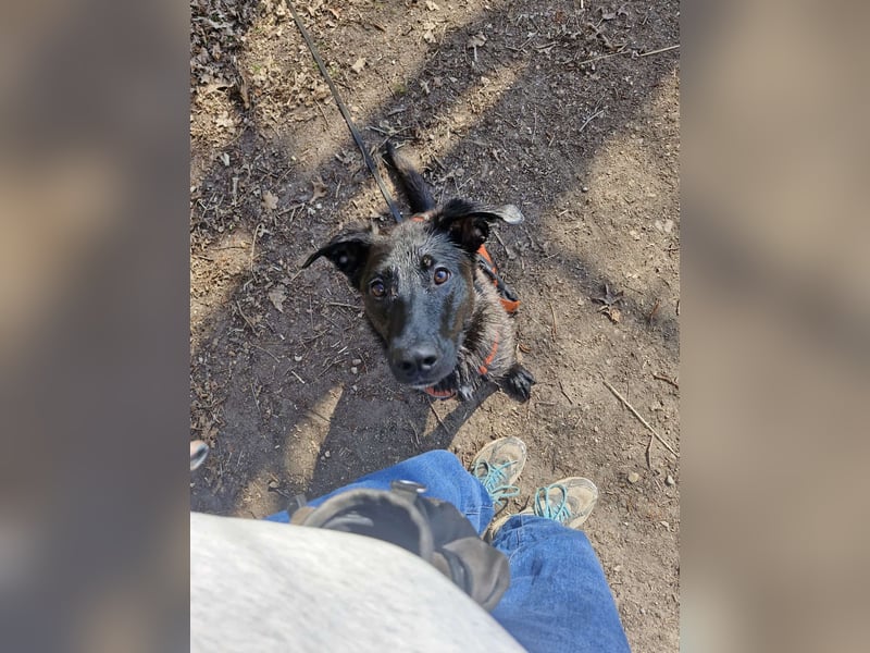 ASH - Rundum verträgliche Hündin sucht aktive Partner fürs Leben ASH - Rundum verträgliche Hündin sucht aktive Partner fürs Leben