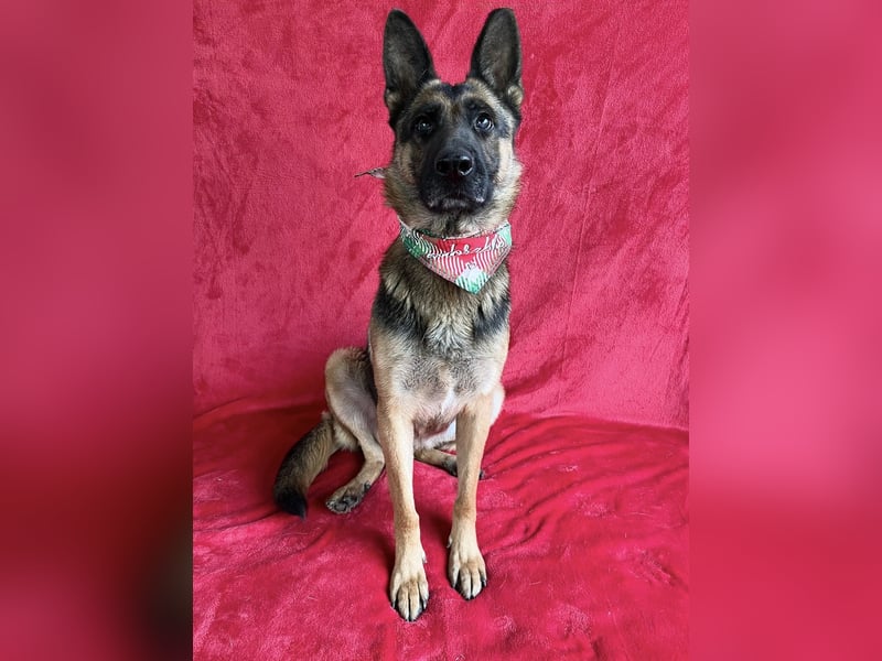 NYSA - Wunderschöne Schäferhündin, sozial mit Hunden und Katzen!