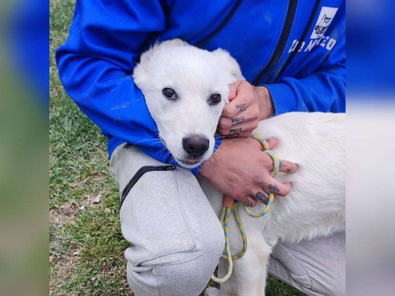 Casper - lieber Schäfermix sucht sein Glück 