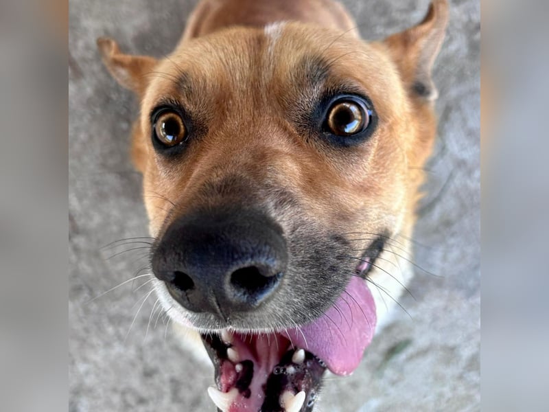 Bud - lebensfroh, energiegeladen, intelligent -  sucht  sein Glück!