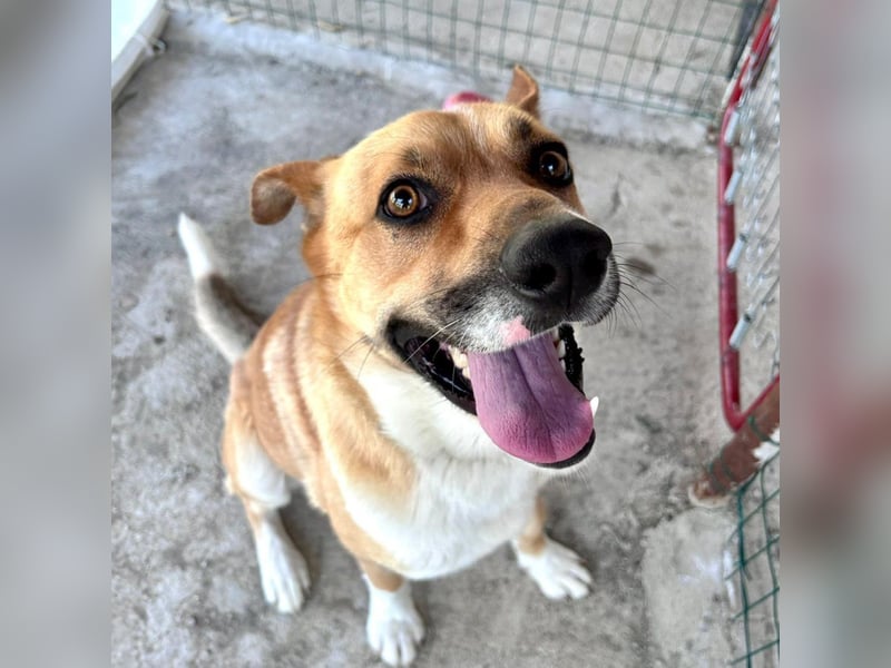 Bud - lebensfroh, energiegeladen, intelligent -  sucht  sein Glück!