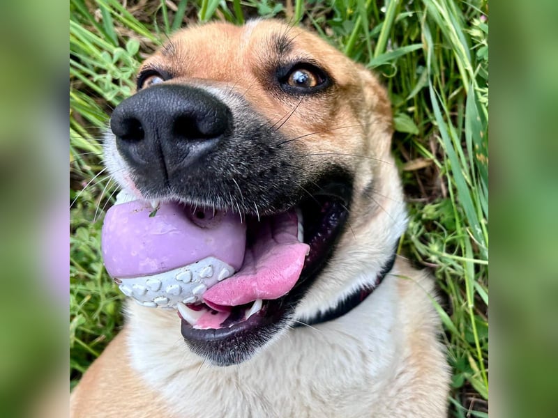 Bud - lebensfroh, energiegeladen, intelligent -  sucht  sein Glück!