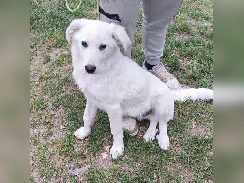 Casper - lieber Schäfermix sucht sein Glück 