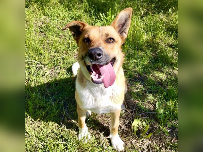 Bud - lebensfroh, energiegeladen, intelligent -  sucht  sein Glück!