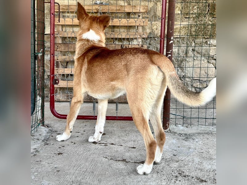 Bud - lebensfroh, energiegeladen, intelligent -  sucht  sein Glück!