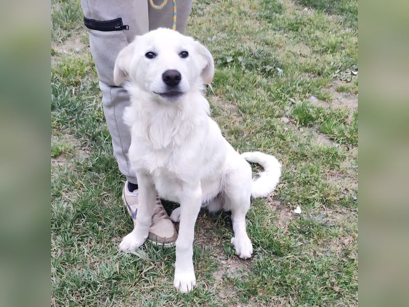 Casper - lieber Schäfermix sucht sein Glück 