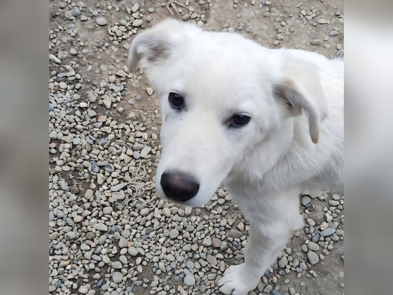 Casper - lieber Schäfermix sucht sein Glück 