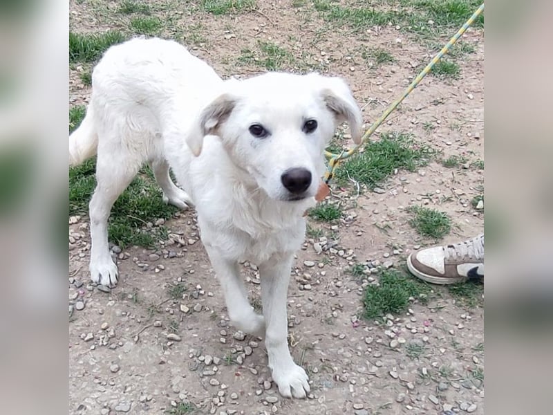 Casper - lieber Schäfermix sucht sein Glück 