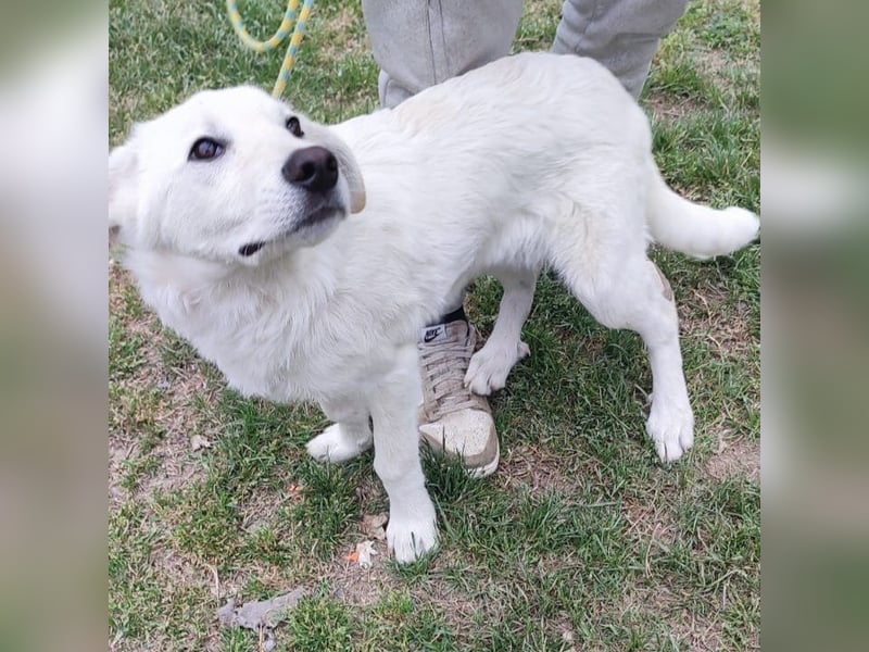 Casper - lieber Schäfermix sucht sein Glück 