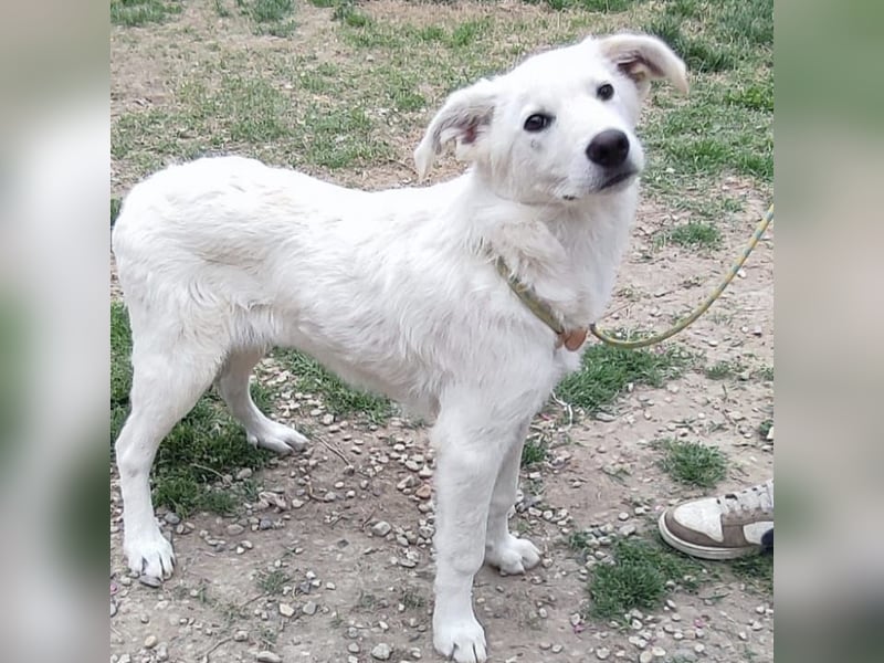 Casper - lieber Schäfermix sucht sein Glück 