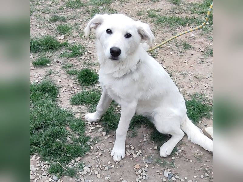Casper - lieber Schäfermix sucht sein Glück 