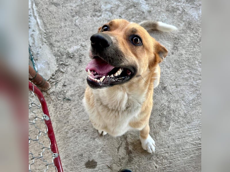 Bud - lebensfroh, energiegeladen, intelligent -  sucht  sein Glück!