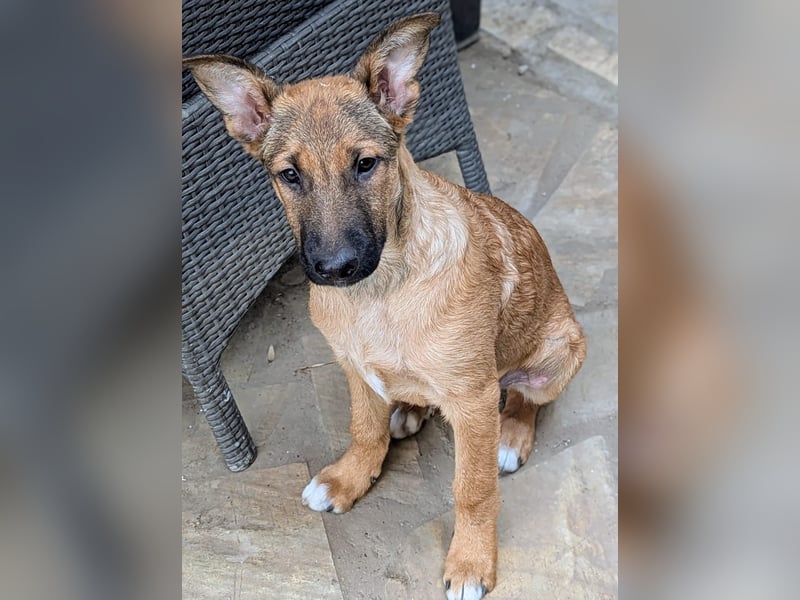 Kleiner Claude wartet auf seine Familie