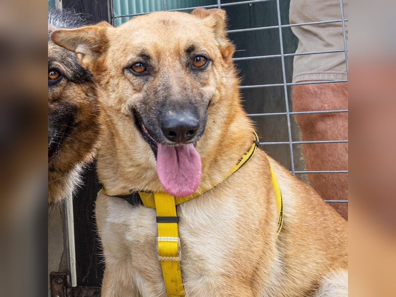 Schmuckstück Amber sucht ein Zuhause