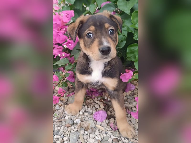 Kleiner FOZZIE Bär sucht Menschen mit großem Herz