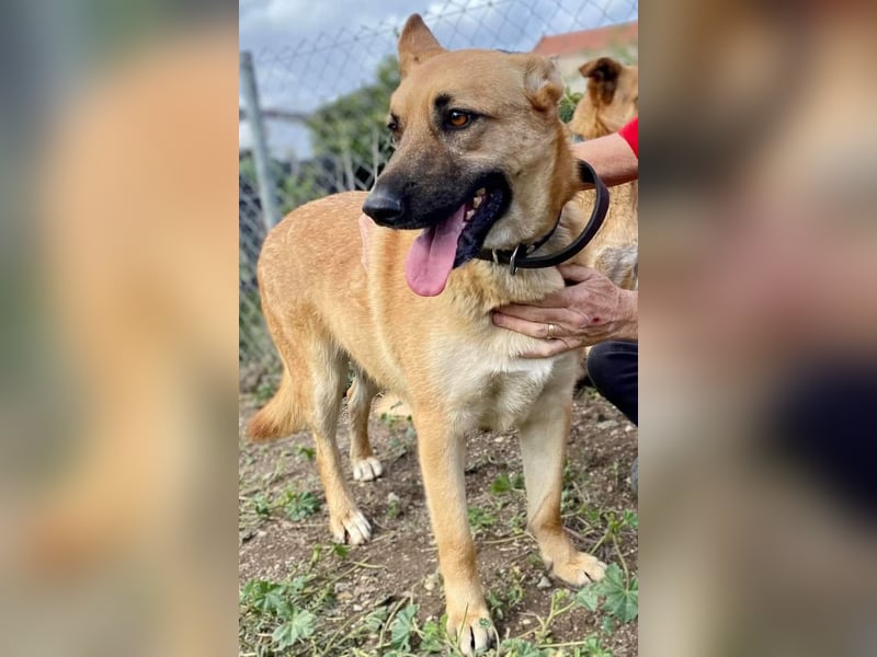 Schmuckstück Amber sucht ein Zuhause