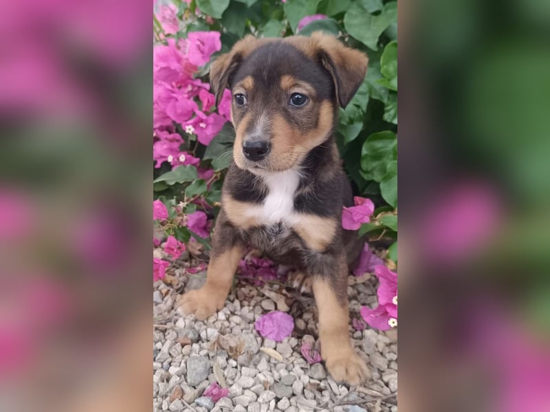 Kleiner FOZZIE Bär sucht Menschen mit großem Herz