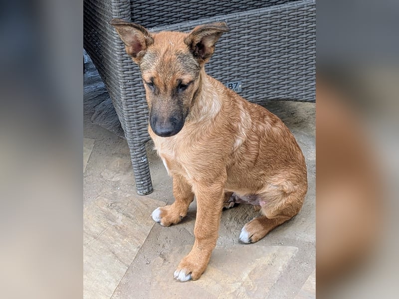 Kleiner Claude wartet auf seine Familie
