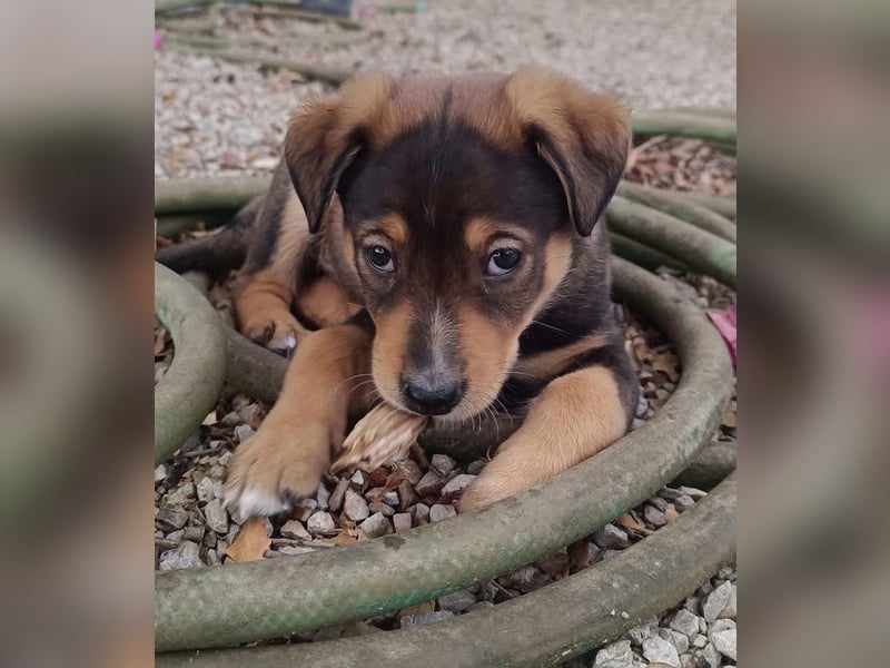 Kleiner FOZZIE Bär sucht Menschen mit großem Herz