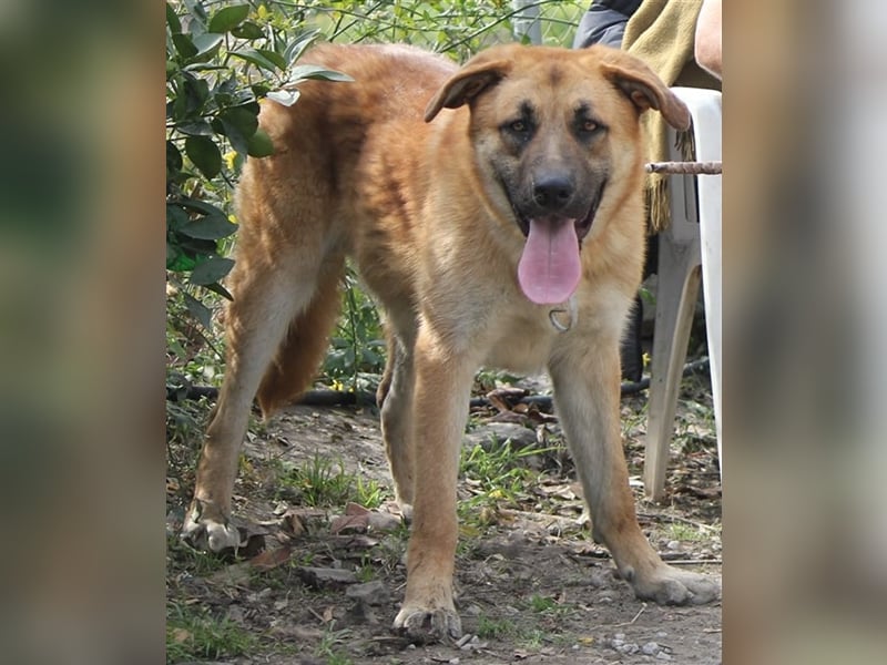 Achtung hier kommt Ares dein Traumhund