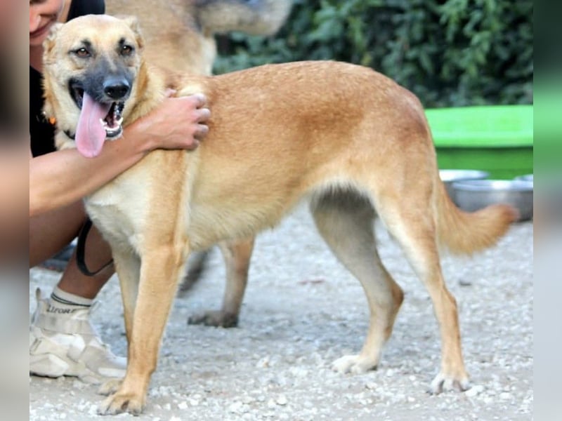 Schmuckstück AMBER sucht ein Zuhause