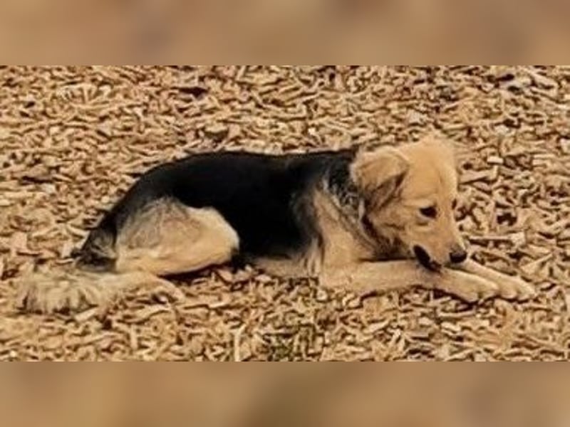 Simone sucht ihr Für-immer-Zuhause