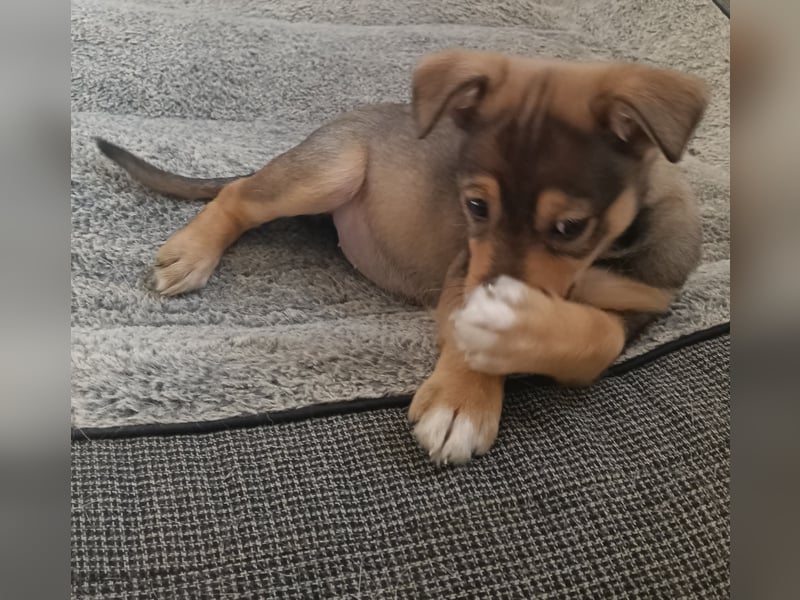 MOMO möchte noch groß und stark werden