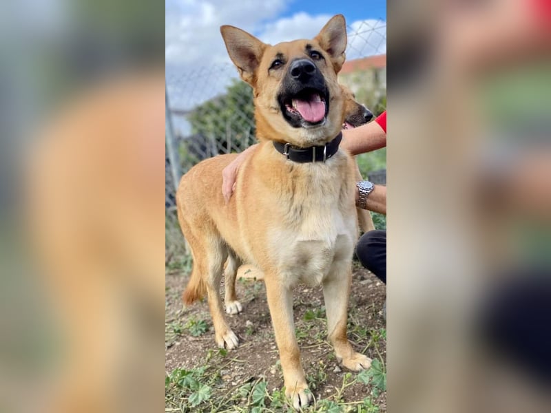 Schmuckstück AMBER sucht ein Zuhause