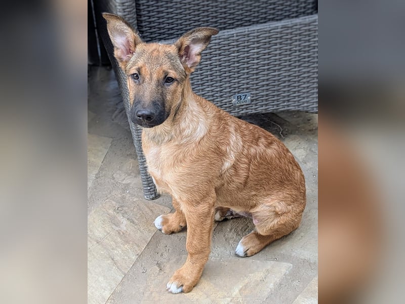 Kleiner Claude wartet auf seine Familie