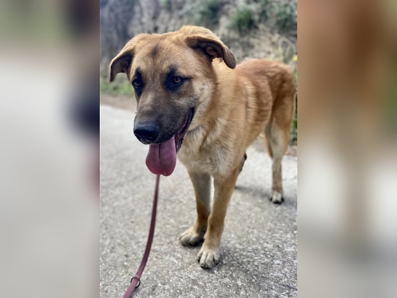 Achtung hier kommt Ares dein Traumhund