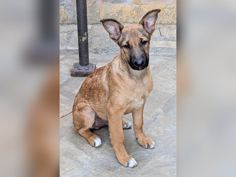 Kleiner Claude wartet auf seine Familie