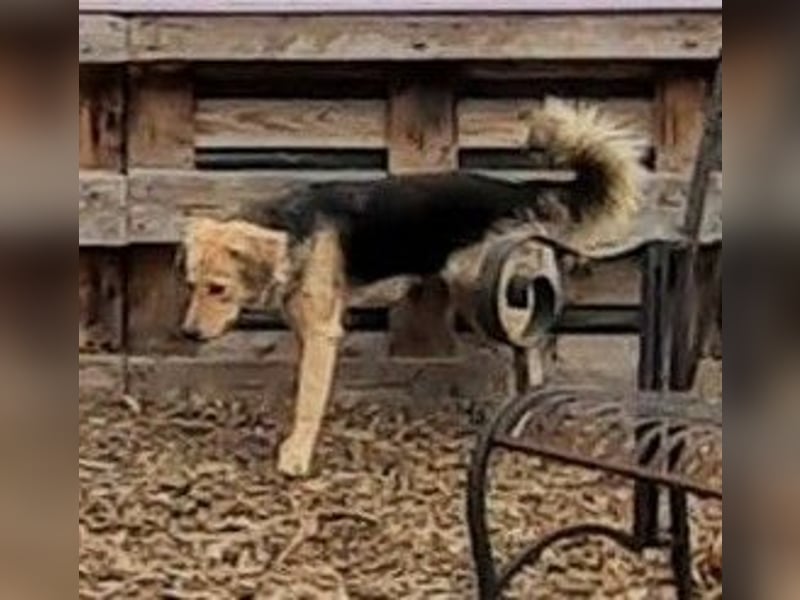 SIMONE möchte endlich in Ihrem Zuhause ankommen