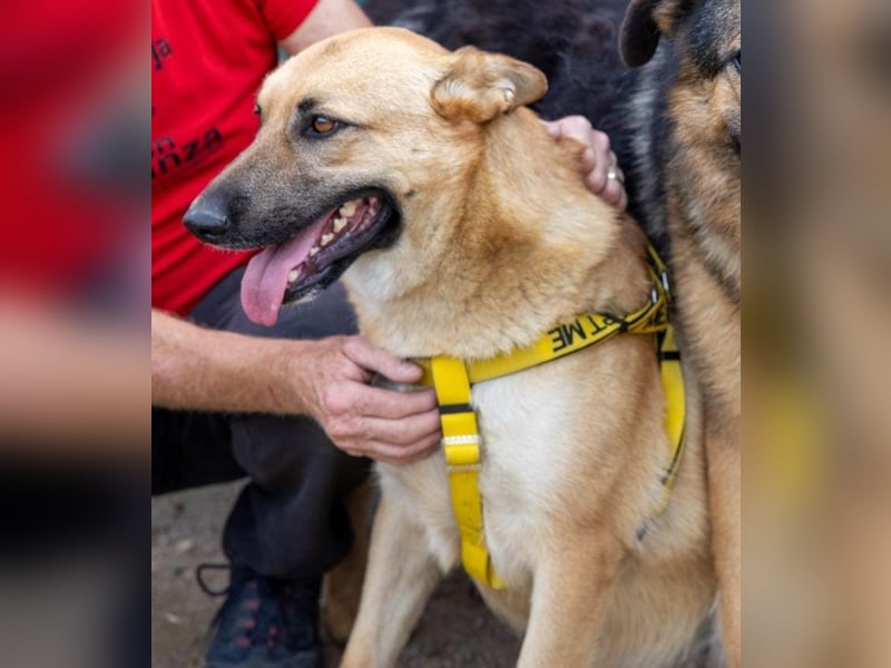 Schmuckstück Amber sucht ein Zuhause