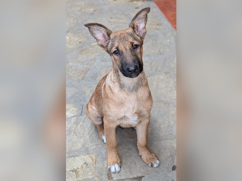 Kleiner Claude wartet auf seine Familie