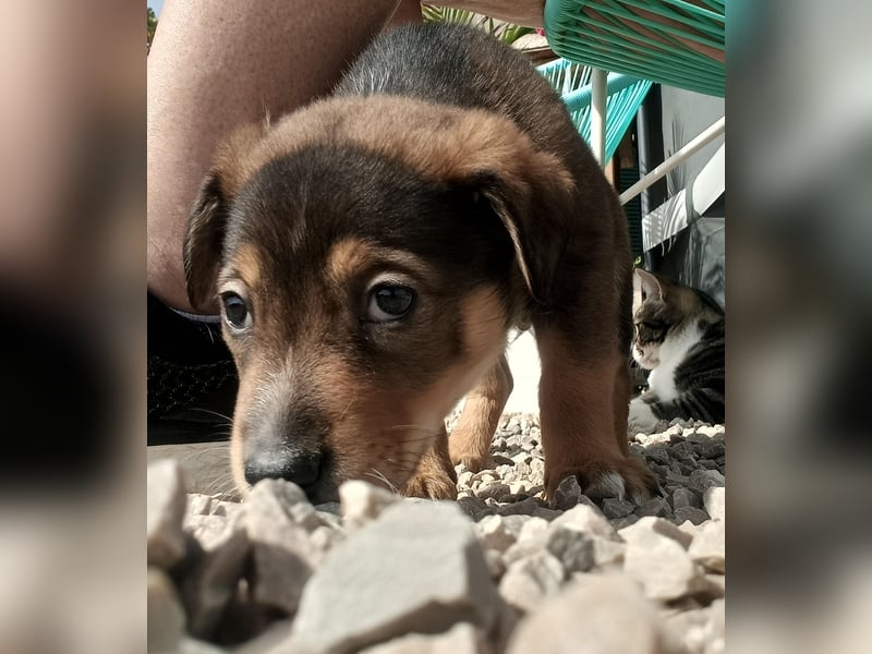 Kleiner FOZZIE Bär sucht Menschen mit großem Herz