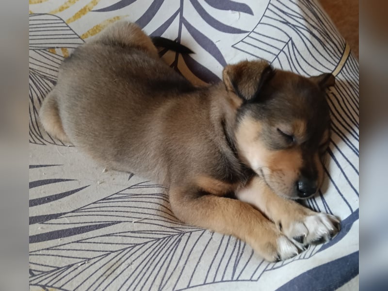 MOMO möchte noch groß und stark werden
