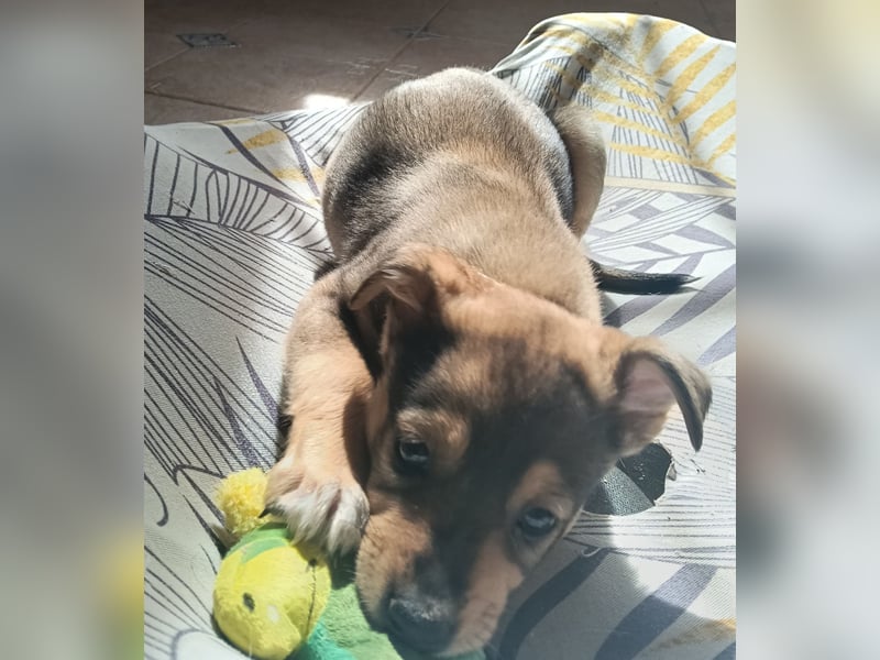 MOMO möchte noch groß und stark werden