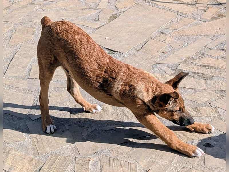 Kleiner Claude wartet auf seine Familie