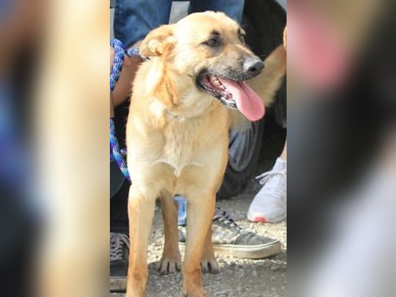 Schmuckstück AMBER sucht ein Zuhause