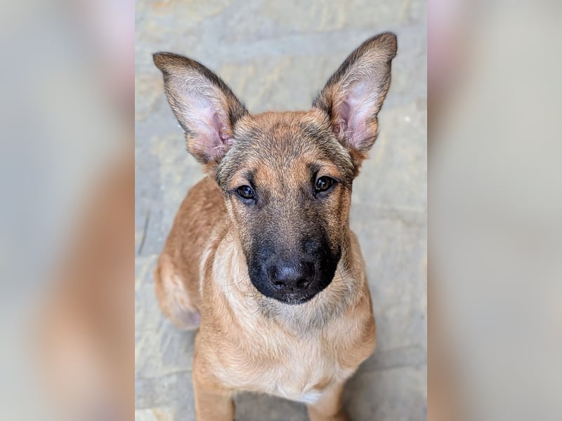 Kleiner Claude wartet auf seine Familie