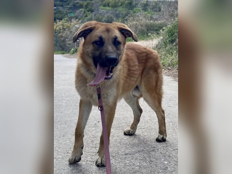 Achtung hier kommt Ares dein Traumhund