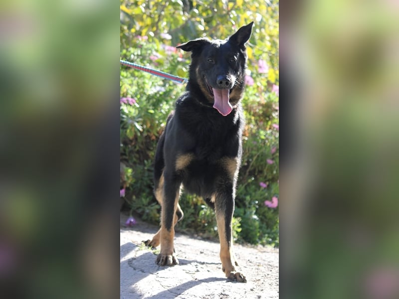 Liebenswerter Bruno sucht Dich zum Kuscheln