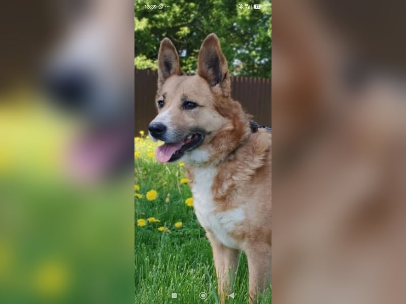 Schäferhund Mischling Alma sucht ihr Für -immer -Zuhause ❤️❤️❤️