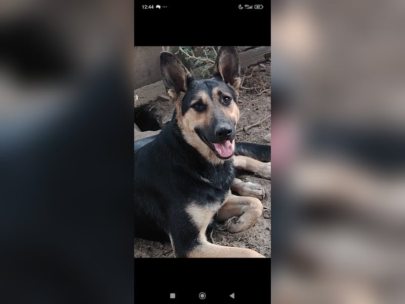 Wunderschöne Schäferhund Mischling Alfa sucht ein liebevolles Zuhause